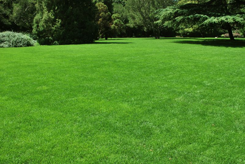 Lawn Repair Service detail