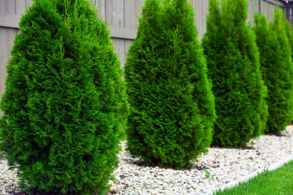 Arborvitae Planting in Battle Ground