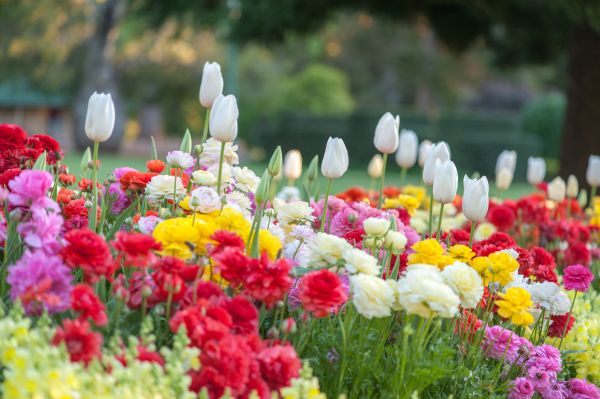 Gardening Service in Battle Ground