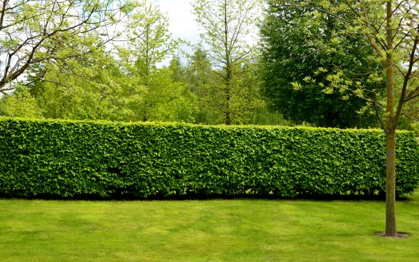 Hedge Planting in Battle Ground