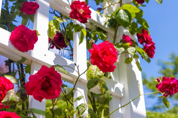 Home Gardening Service in Battle Ground