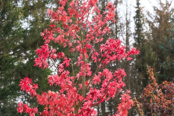 Japanese Maple Planting in Battle Ground