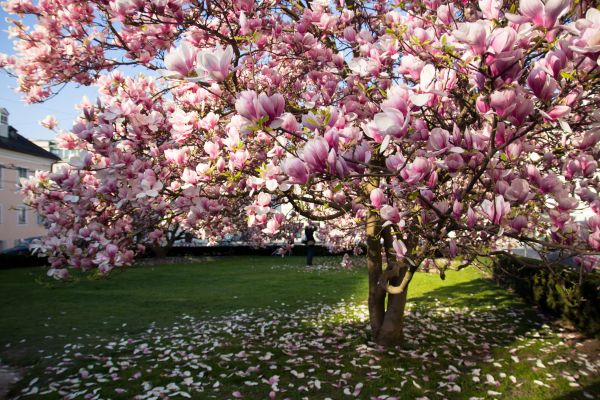 Magnolia Tree Planting in Battle Ground
