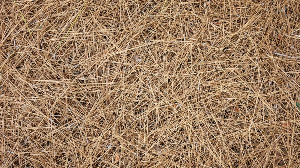 Pine Needles Delivery in Battle Ground