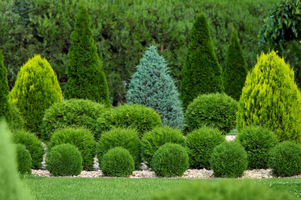 Shrub Replacement in Battle Ground