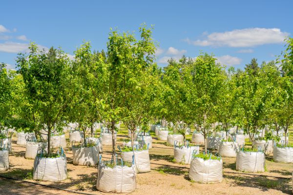Tree Planting Service in Battle Ground