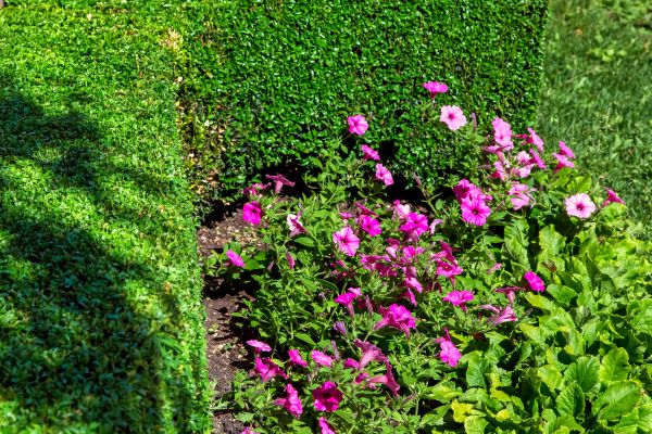 Softscaping Service in Battle Ground