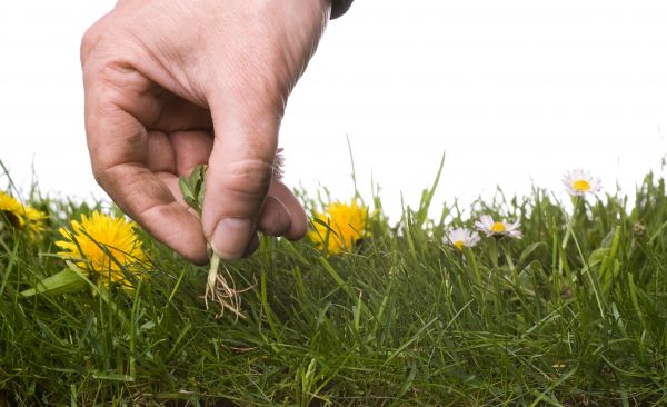 Lawn Weeding in Battle Ground
