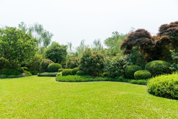 Tree Landscaping in Battle Ground