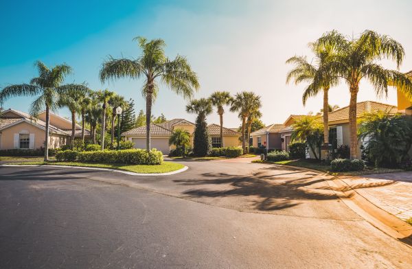 Palm Tree Landscaping in Battle Ground
