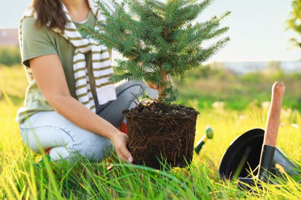 Spruce Tree Planting in Battle Ground
