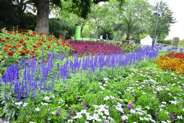 Perennials Planting in Battle Ground