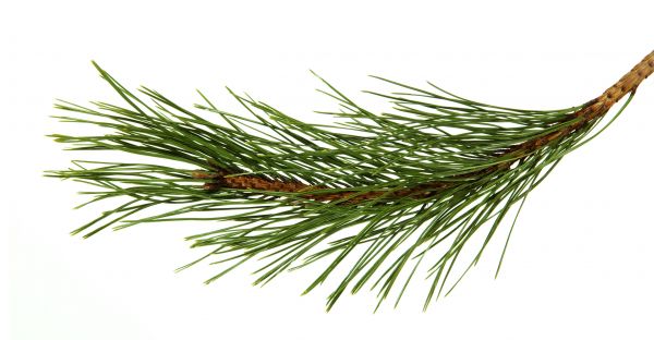 Pine Needles Installation in Battle Ground