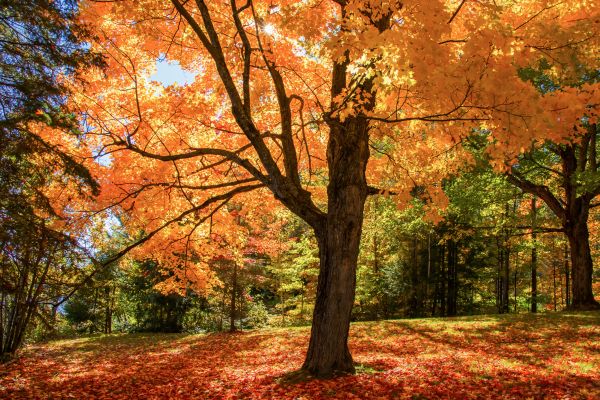 Maple Tree Planting in Battle Ground