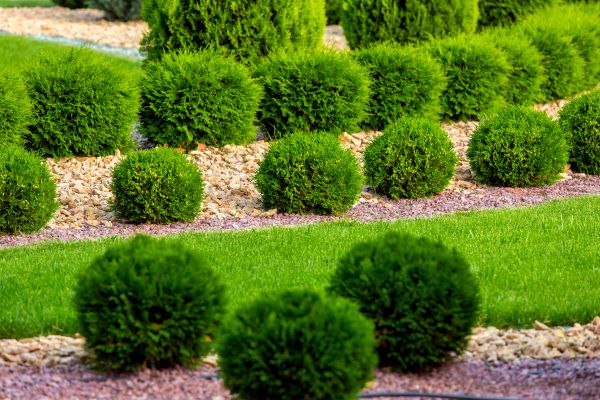 Bush Installation in Battle Ground