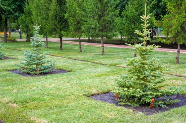 Privacy Trees Planting in Battle Ground