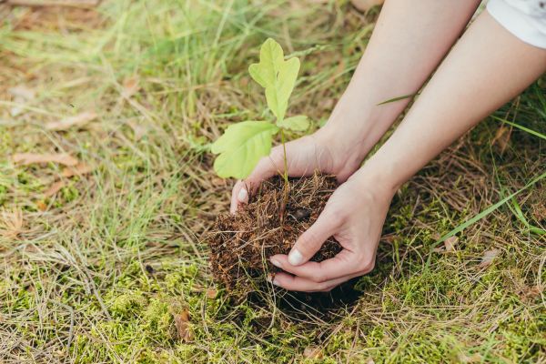Oak Tree Planting in Battle Ground