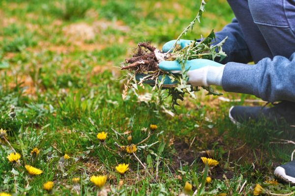 Flower Bed Clearing in Battle Ground