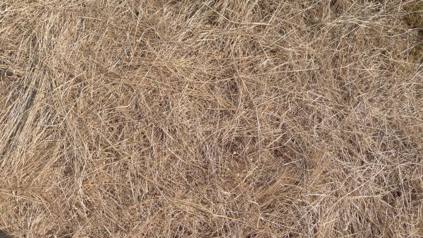 Pine Straw Replacement in Battle Ground