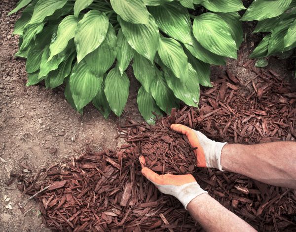 Bark Spreading in Battle Ground