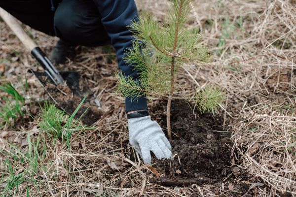 Pine Tree Planting in Battle Ground
