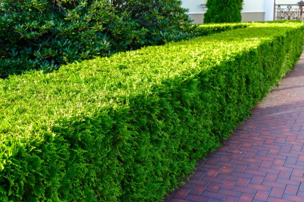 Hedge Installation in Battle Ground