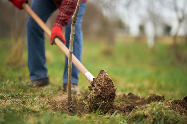 Trees Planting in Battle Ground