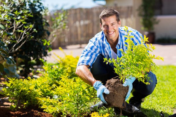 Shrub Landscaping in Battle Ground