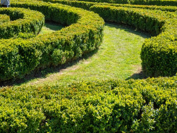 Bush Landscaping in Battle Ground