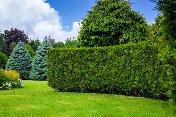 Hedge Landscaping in Battle Ground
