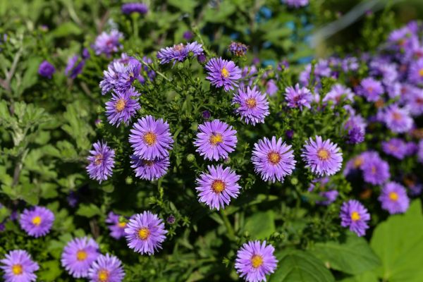Perennial Flower Planting in Battle Ground