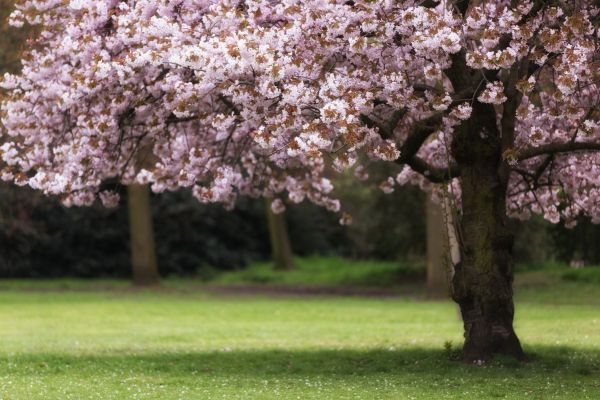 Cherry Tree Planting in Battle Ground