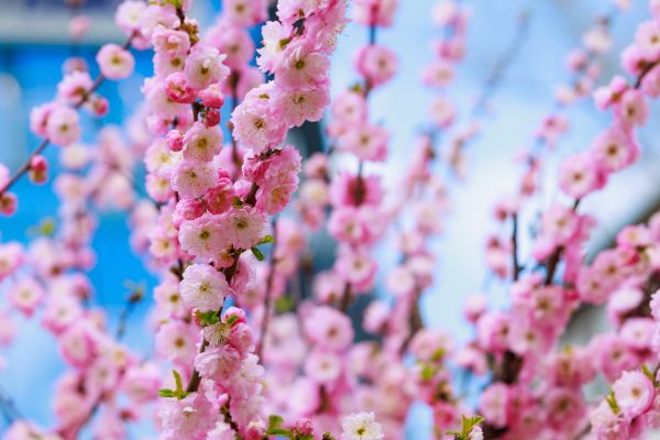 Japanese Cherry Tree Planting in Battle Ground