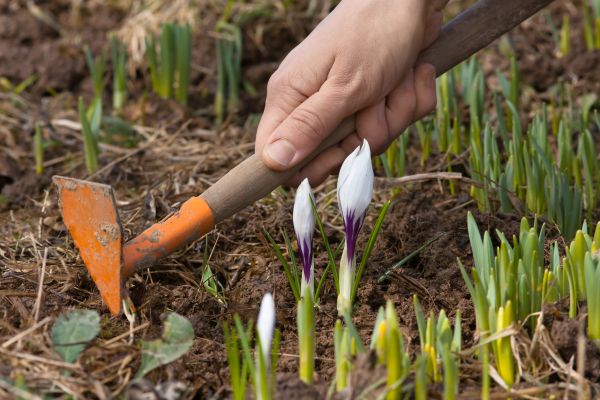Flower Garden Weeding in Battle Ground