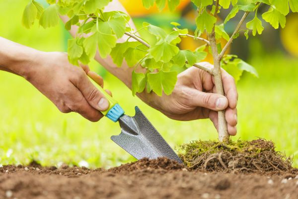 Fruit Tree Planting in Battle Ground
