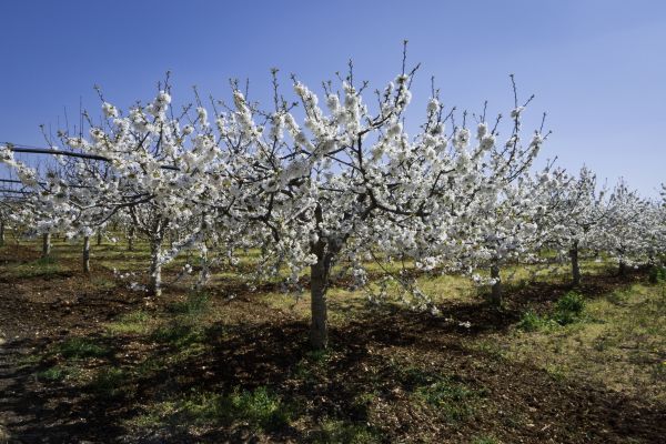 Orchard Planting in Battle Ground