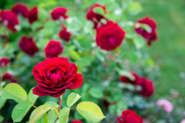 Rose Planting in Battle Ground