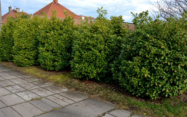 Privacy Shrub Installation in Battle Ground