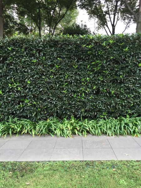Privacy Shrub Planting in Battle Ground