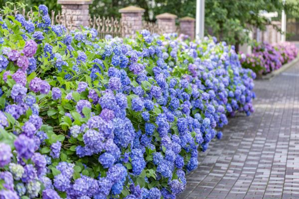 Hydrangea Landscaping in Battle Ground