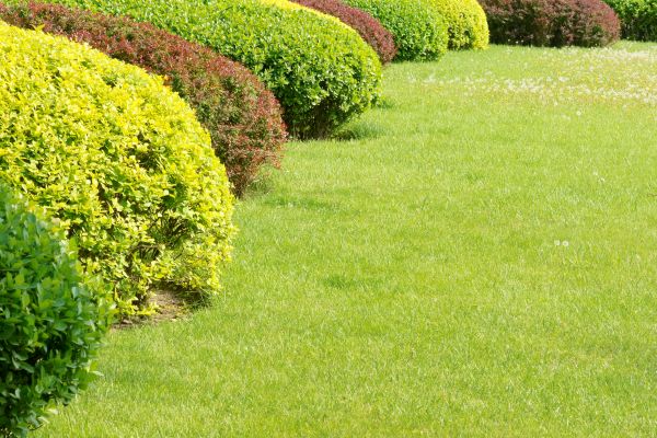 Shrubbery Planting in Battle Ground