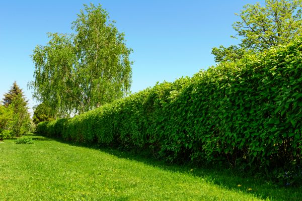 Hedge Replacement in Battle Ground