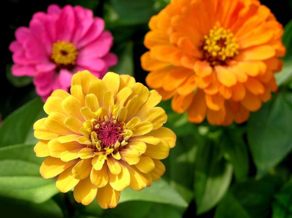 Zinnia Planting in Battle Ground