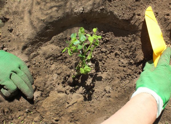 Rose Bush Planting in Battle Ground