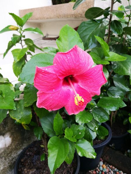 Hibiscus Planting in Battle Ground