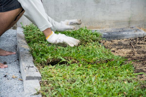 Ground Cover Planting in Battle Ground