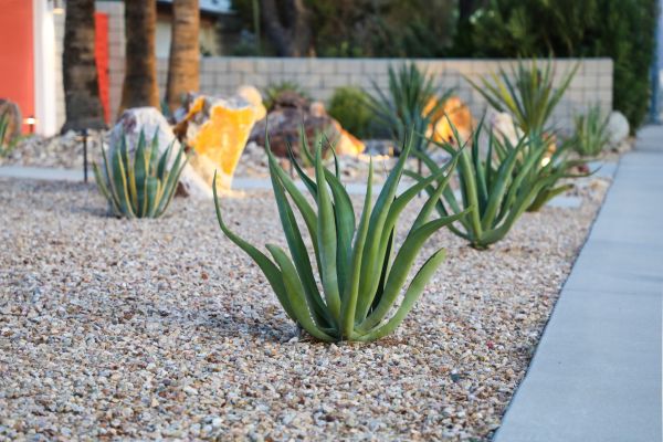 Drought Resistant Landscaping in Battle Ground