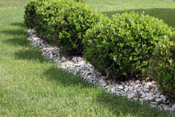 Boxwood Planting in Battle Ground