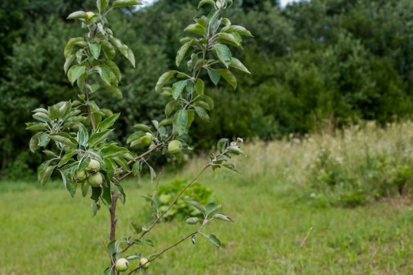 Apple Tree Planting in Battle Ground