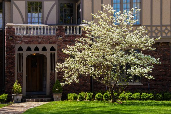 Dogwood Tree Planting in Battle Ground